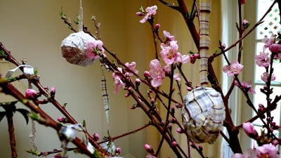 Read more about the article Jemima Puddle Duck