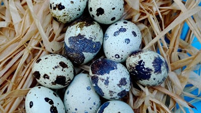 Read more about the article Le petit deviled egg…tres chic