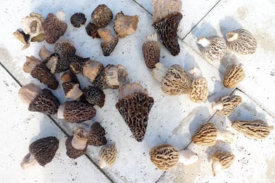 You are currently viewing The Hunt