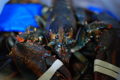 Read more about the article Lobster Dinner