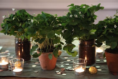 Read more about the article A Feast for a Leprechaun